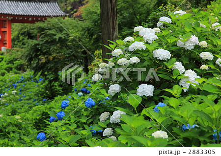 三室戸寺 【初夏】 京都 三室戸寺 【初夏】 京都 2883305