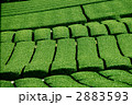 静岡の茶畑 2883593
