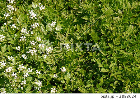 芹と種漬花 2883624