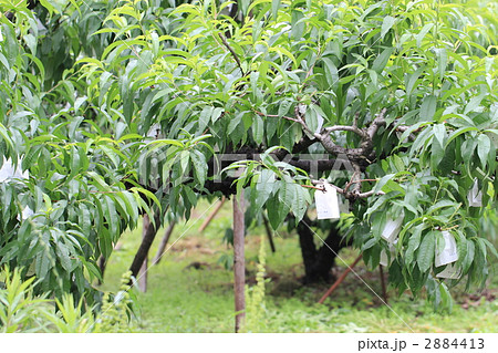 桃の果樹園 2884413