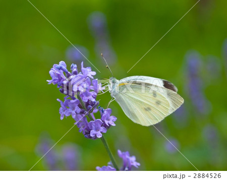 ラベンダーとモンシロチョウ 2884526