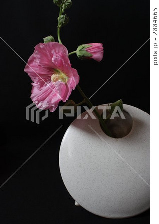 葵の花 2884665