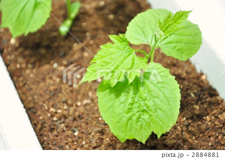 ゴーヤ苗 2884881