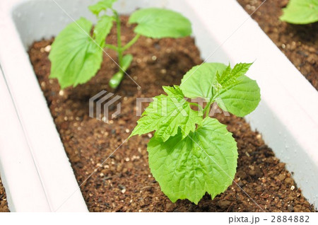 ゴーヤ苗 2884882