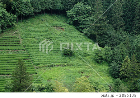 佐野川の茶畑 2885138