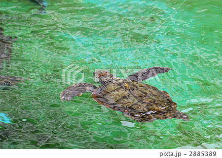 海亀 海亀 2885389