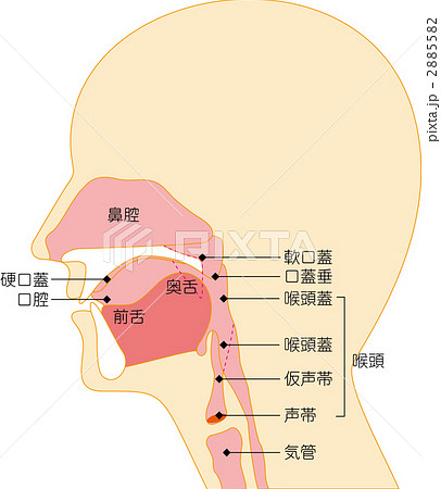 断面図 気道 仕組みのイラスト素材 255