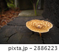 きのこ　斑 2886223