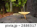きのこ　傘裏スポンジ状 2886317