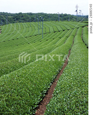 茶畑 2886540