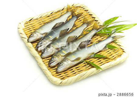 獲れたての天然鮎 2886656