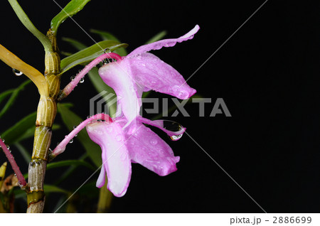 黒背景のラン 黒背景のラン 2886699
