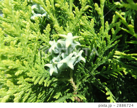 星型の球果をつけた初夏のヒバ 星型の球果をつけた初夏のヒバ 2886724