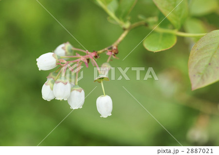 ブルーベリー（ダロウ）の花 2887021