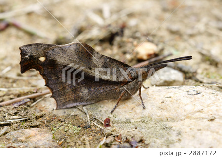 テングチョウ テングチョウ 2887172