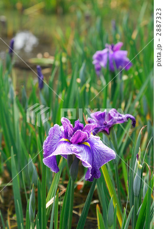 花菖蒲 花菖蒲 2887323