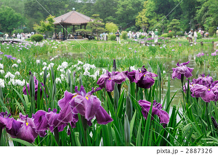 菖蒲園 2887326