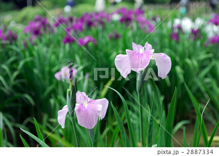 花菖蒲 花菖蒲 2887334