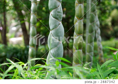 亀甲竹 亀甲竹 2887342