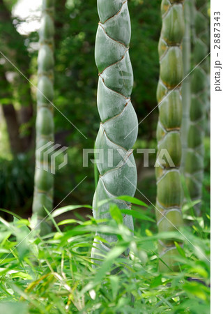 亀甲竹 亀甲竹 2887343