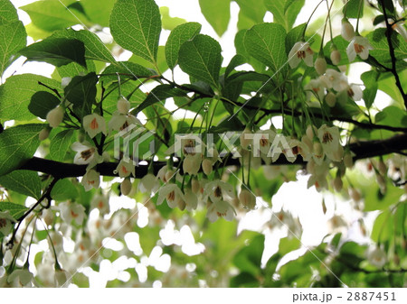 花をつけたのエゴノキ 2887451