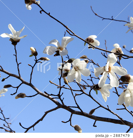 コブシ コブシ 2887479