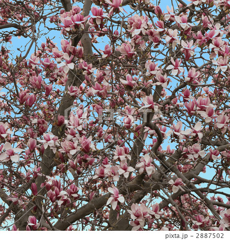 シモクレン 2887502