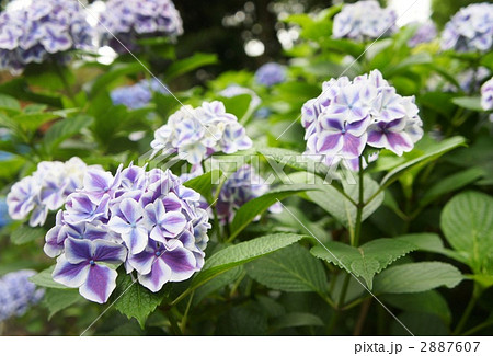 紫陽花 フラウ ノブコ 紫陽花 フラウ ノブコ 2887607