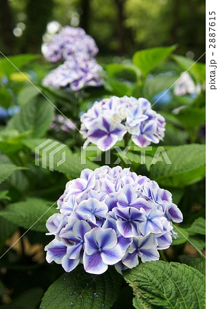 紫陽花 フラウ ノブコ 紫陽花 フラウ ノブコ 2887615
