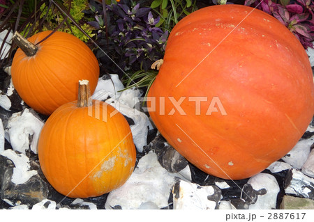 ハロウインカボチャ 2887617