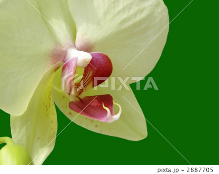 ファレノプシス・ライムライト ファレノプシス・ライムライト 2887705