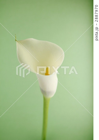 ブラックアイビューティー ブラックアイビューティー 2887970