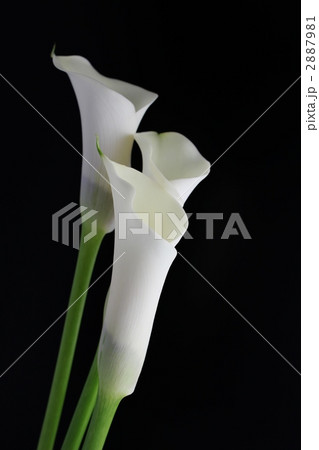 ブラックアイビューティー 2887981