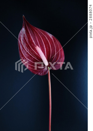 Anthurium / Safari (stripes) - Stock Photo [2888074] - PIXTA