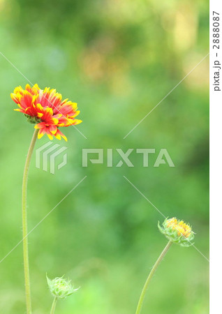 ガイラルディア ガイラルディア 2888087