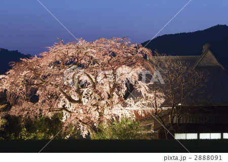 宝珠寺枝垂れ桜 2888091