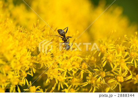 セイタカアワダチソウとアリ 2888344