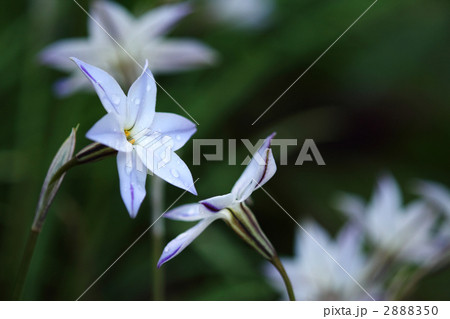 ハナニラ ハナニラ 2888350