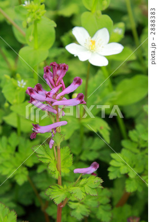 ムラサキケマンとニリンソウ 2888383