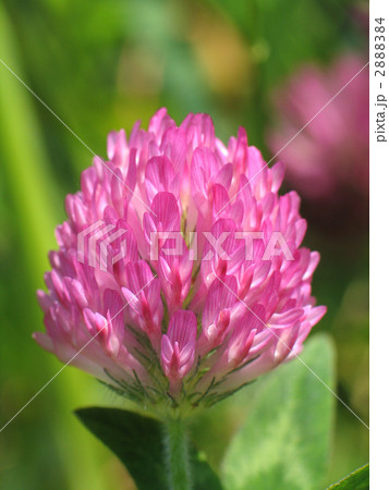 ムラサキツメクサ 2888384