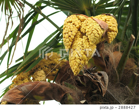 シュロの花の写真素材