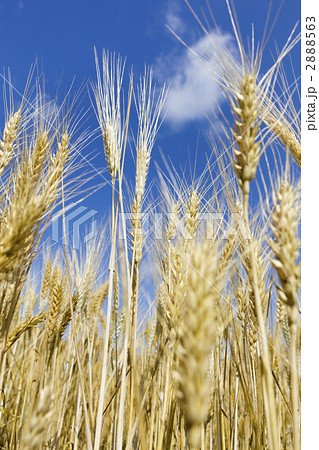 小麦畑 2888563