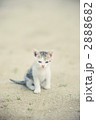 仔猫 2888682