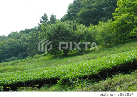 神奈川百景佐野川の茶畑 2888854