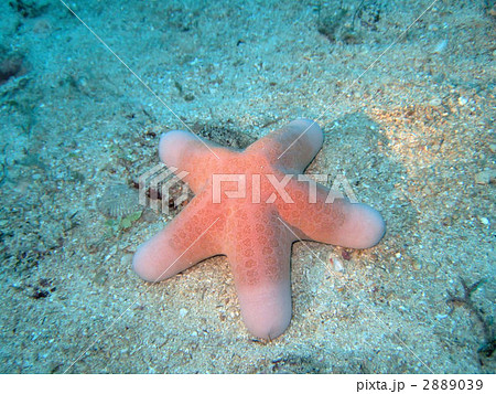 カワテブクロ ヒトデ 海の動物の写真素材 [2889039] - PIXTA