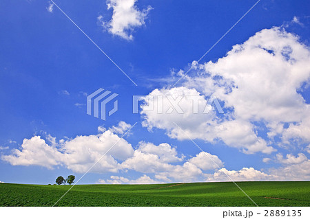 初夏の美瑛。青空の広がるジャガイモ畑と親子の木。 2889135