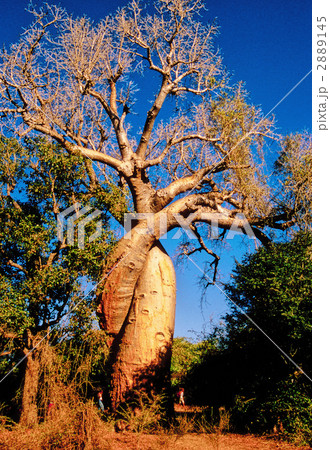 バオバブ（愛のバオバブ） 2889145