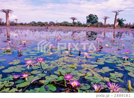 グランディディエリーバオバブ。 2889161