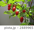 グミ 2889965