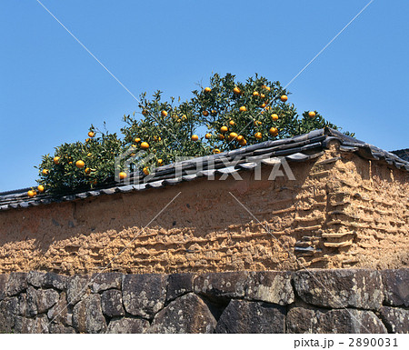 土塀と夏みかん 2890031